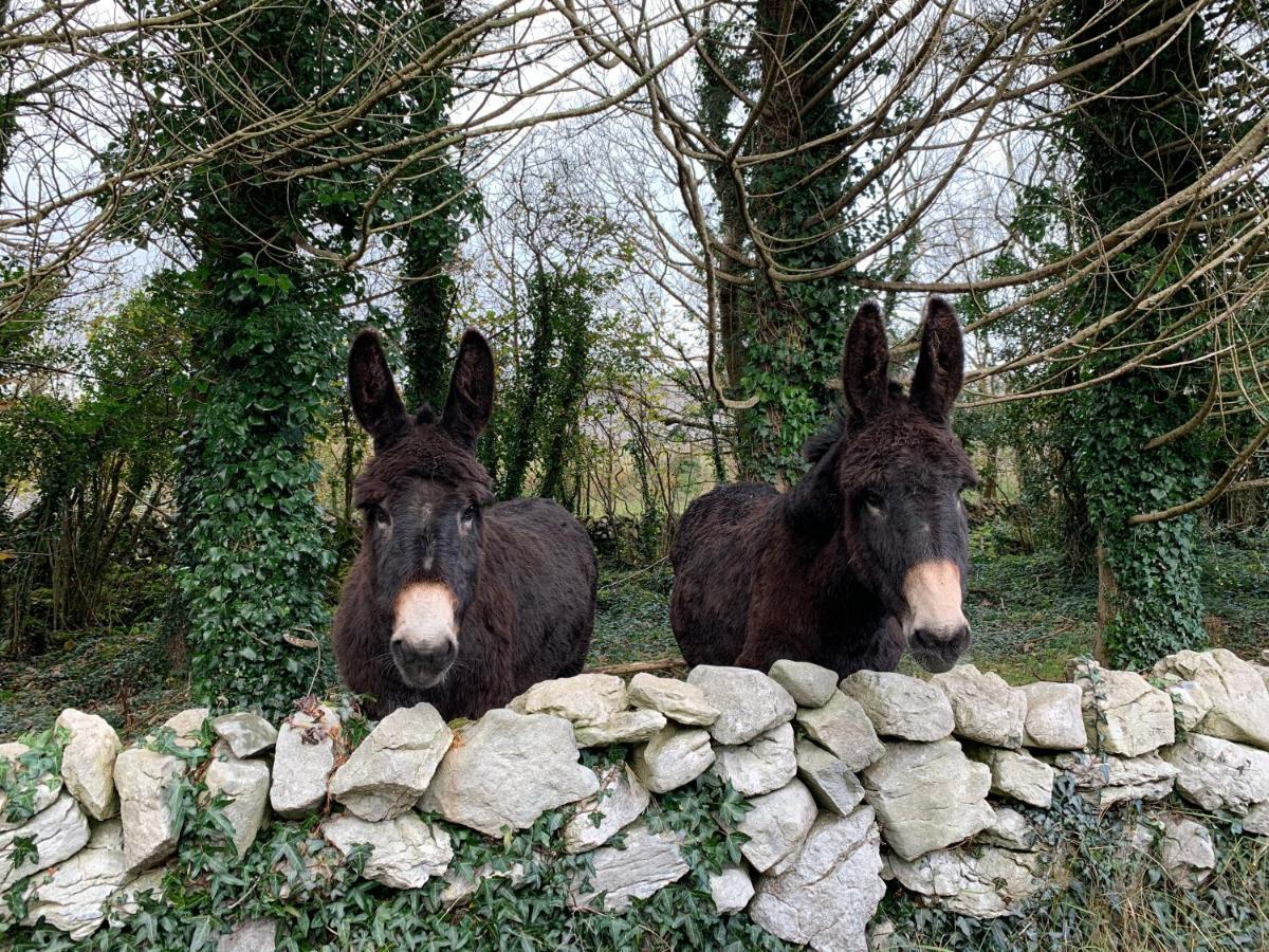 Burren Court Lodge แบลลีย์วอน ภายนอก รูปภาพ