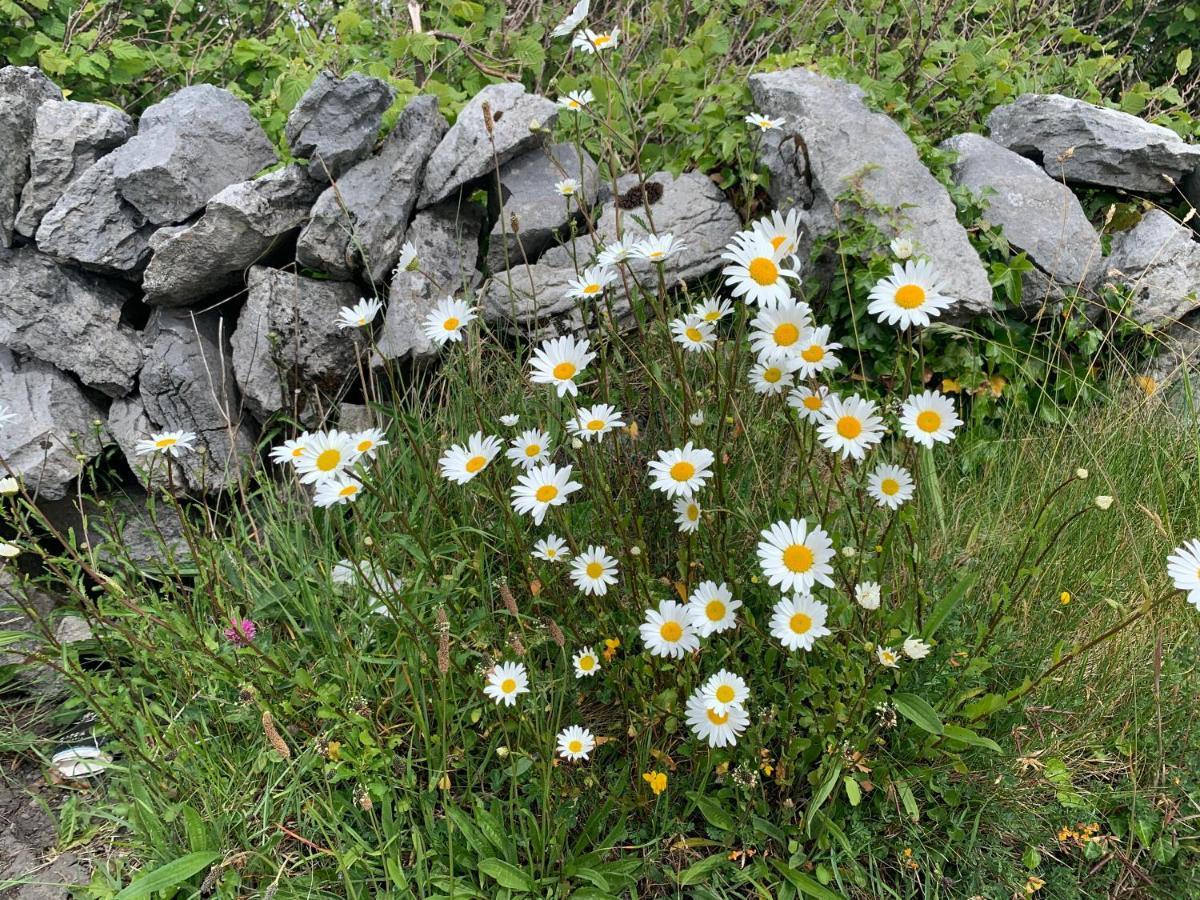 Burren Court Lodge แบลลีย์วอน ภายนอก รูปภาพ